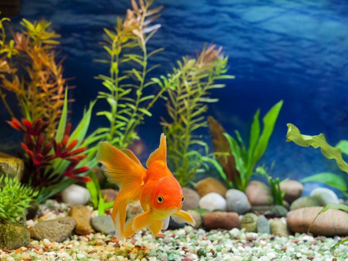 Get the most beautiful small fish tank ornaments